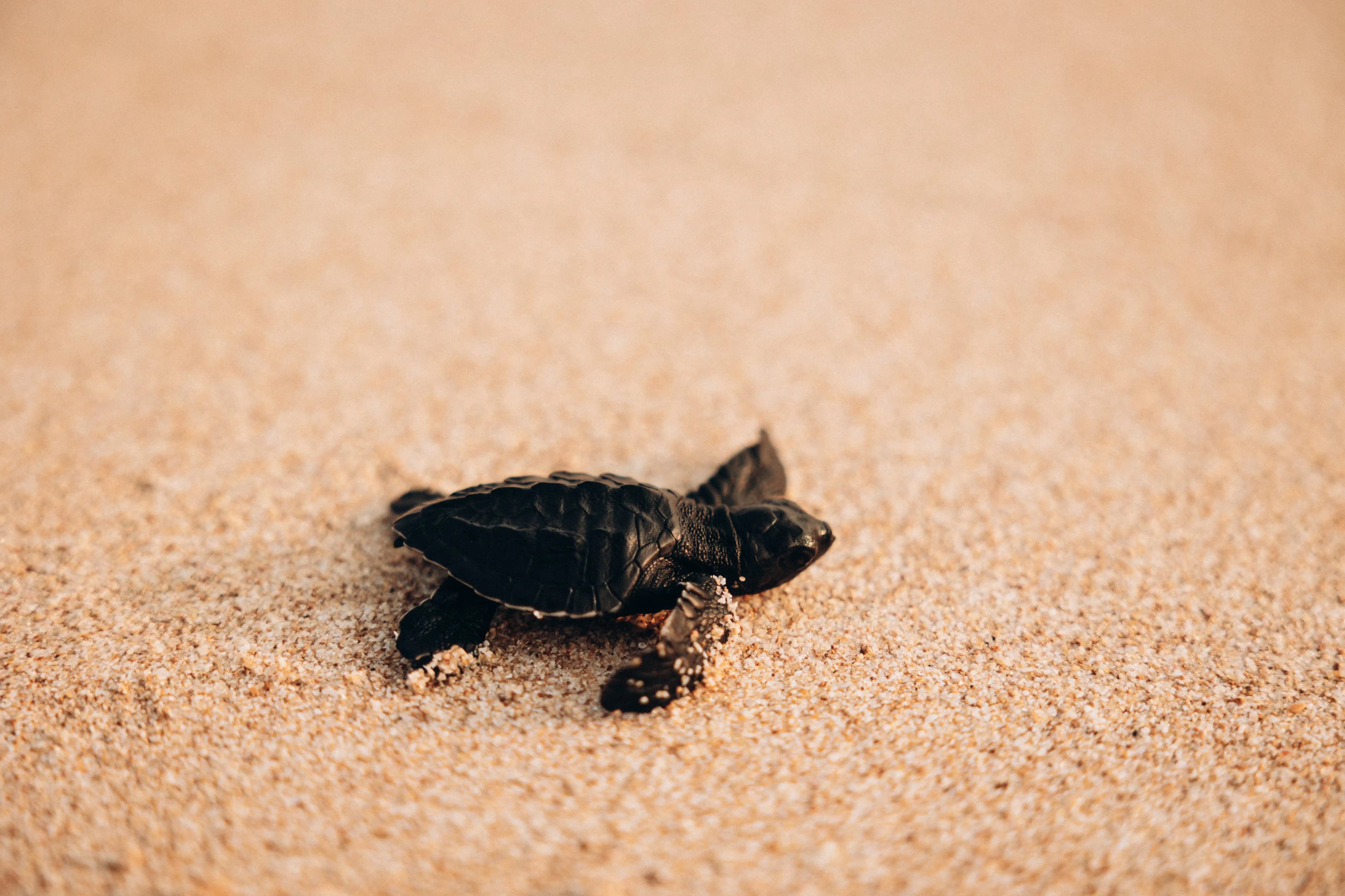 Lime House Pool Private Villa